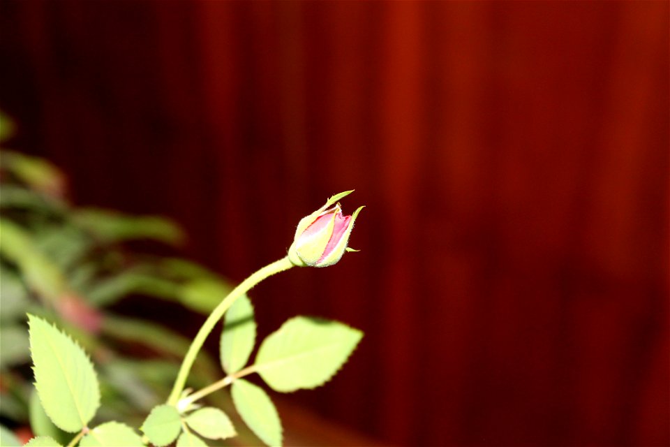 trandafir_mic2012_0408_084129