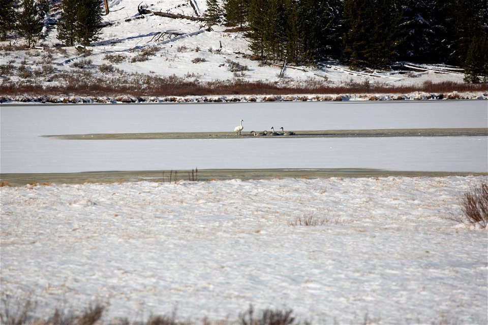 Swans on Swan Lake as lake begins to freeze over