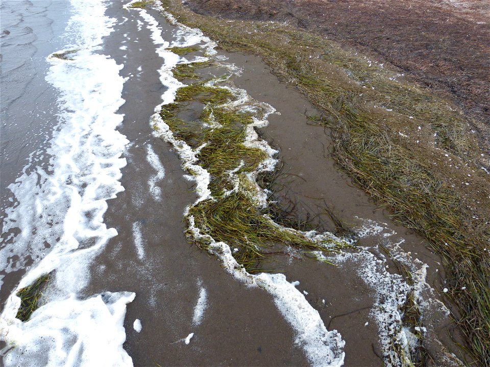 Eelgrass on beach