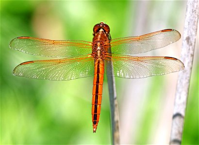 SKIMMER, NEEDHAM'S (Libellula needhami) (05-30-2023) alligator river nwr, dare co, nc (1) photo