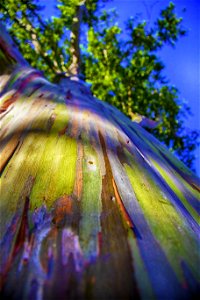 Rainbow Eucalyptus photo