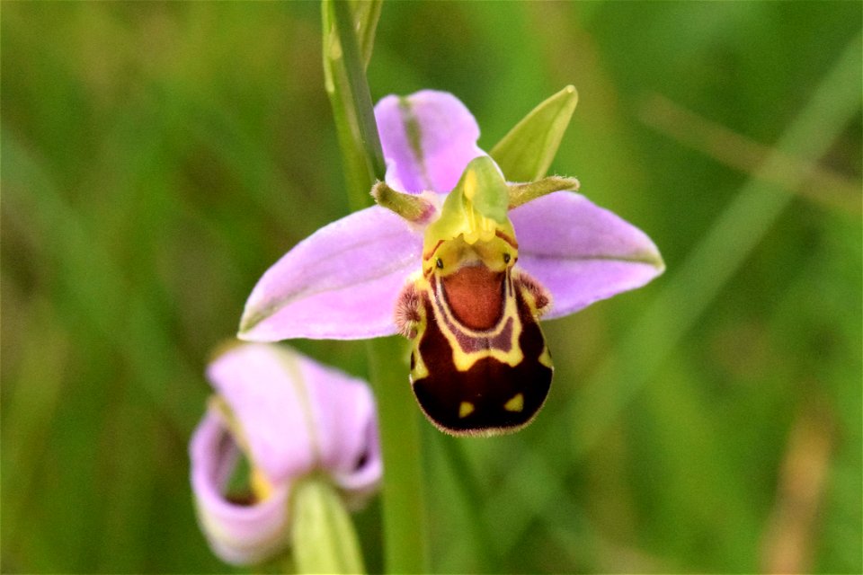 Bee orchid (Ophrys apifera)