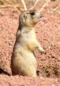 White-tailed prairie dog at Hutton Lake National Wildlife Refuge Wyoming