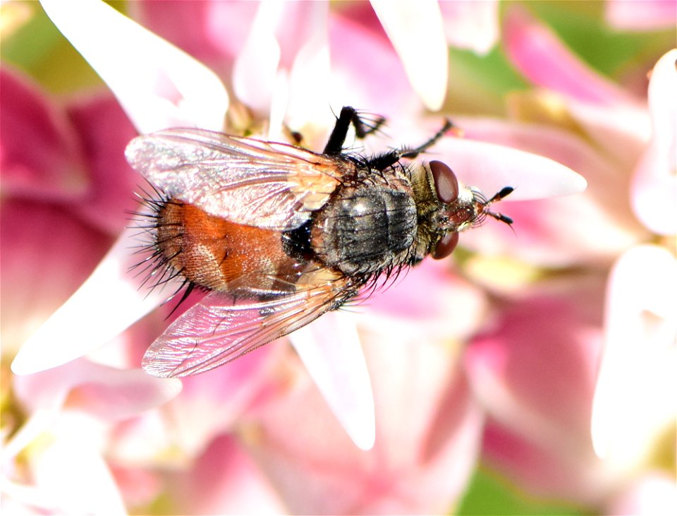Bristle or Tachinid fly (Peleteria iterans)  at Seedskadee NWR Wyoming