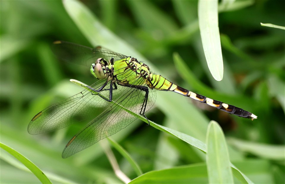 PONDHAWK, EASTERN (Erythemis simplicicollis) (05-25-2023) mattamuskeet nat wildlife refuge, hyde co, nc -03