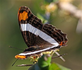 SISTER, BAND-CELLED (Adelpha fessonia) (12-08-2022) national buttrerfly center, mission, hidalgo co, tx -02
