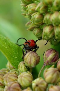 Milkweed Beetle photo