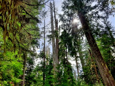 20210504_FS-GPNF-Trees at Big Creek Falls area, USDA Forest Service photo.
