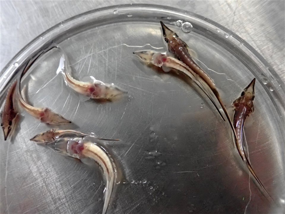 Lake Sturgeon Larvae