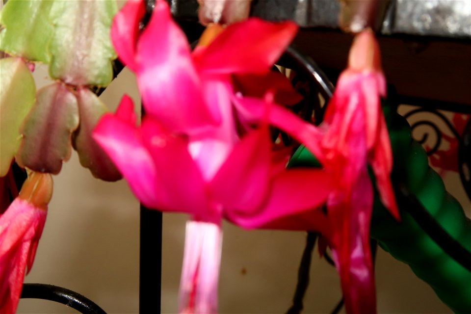 Christmas_cacti_2023_0217_105818