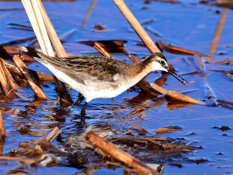 Wilson's phalarope at Seedskadee National Wildlife Refuge