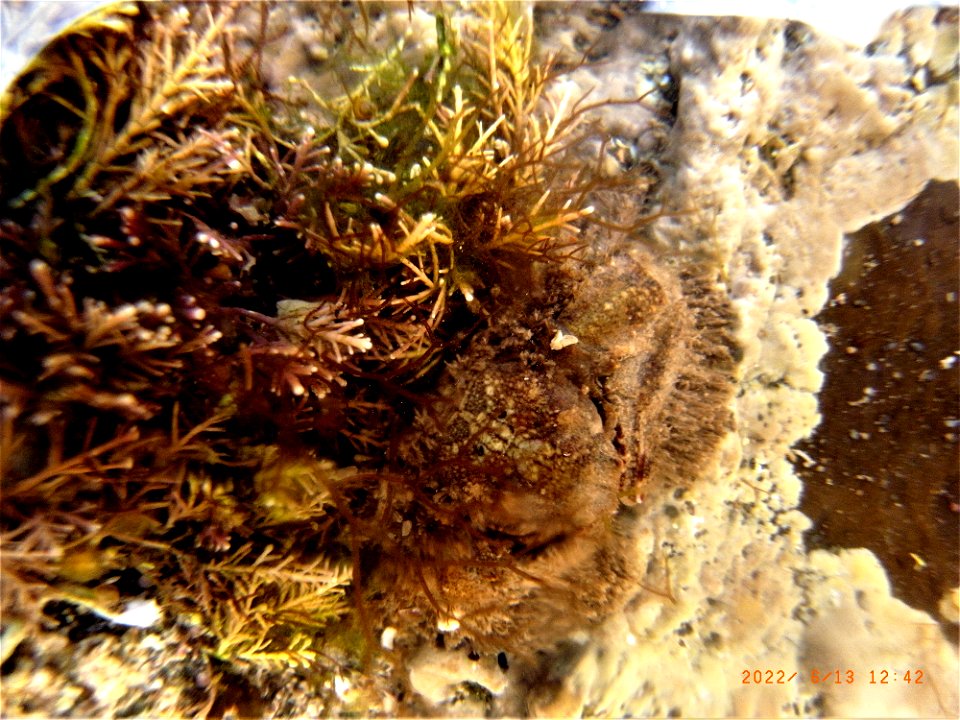 Broad-Clawed Porcelain Crab, Rockpools, Greencliff, Abbotsham Cliffs , Westward Ho! North Devon. 13th June 2022