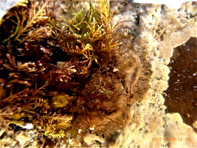 Broad-Clawed Porcelain Crab, Rockpools, Greencliff, Abbotsham Cliffs , Westward Ho! North Devon. 13th June 2022