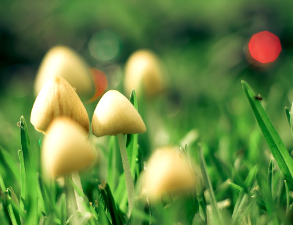 Christmas Fairy Ring-4