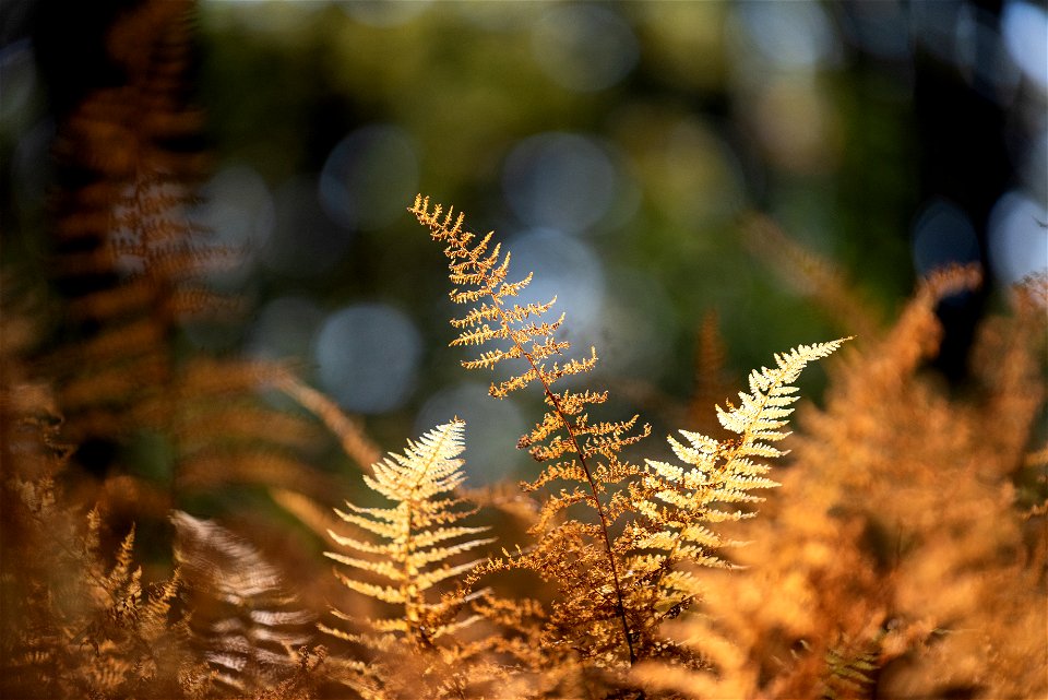 Autumn Ferns