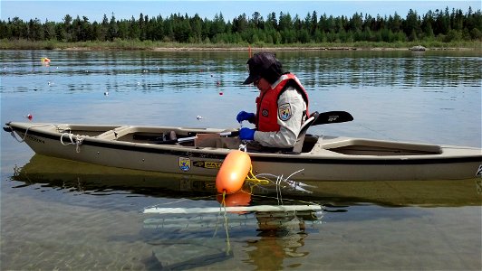 Fish Biologist Mary Henson takes a water sample during a study designed to determine lampricide concentrations in sediment and water at Hog Island Creek photo