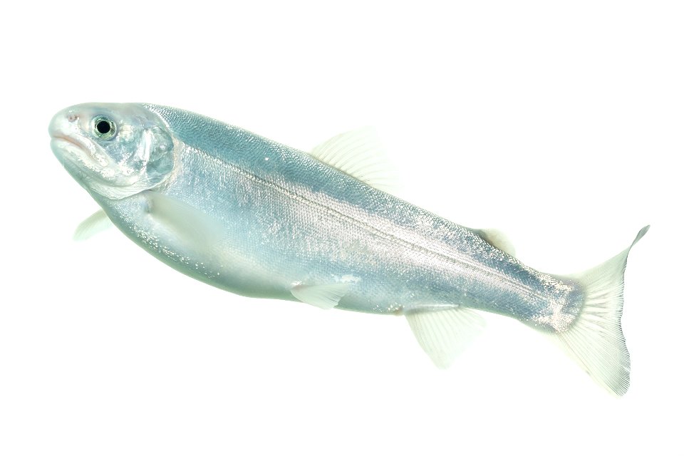 Blue rainbouw trout