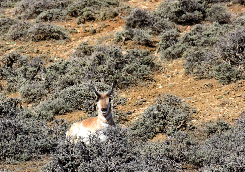 Pronghorn at Arapaho National Wildlife Refuge Colorado
