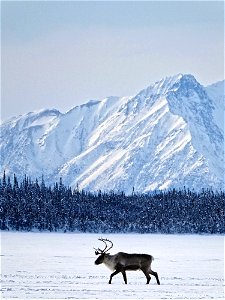 Single caribou on Tetlin National Wildlife Refuge