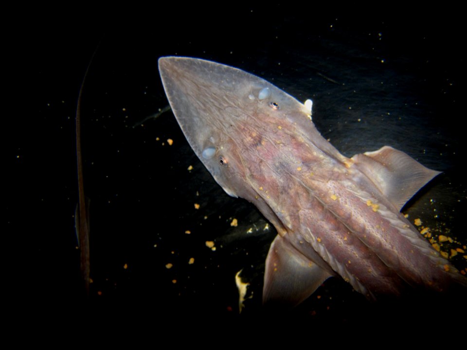 Pallid Sturgeon photo