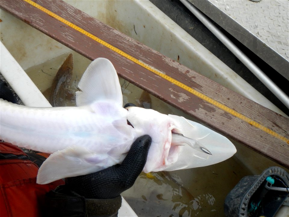Pallid sturgeon eating a catfish