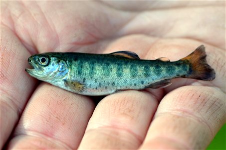 Young Rainbow Trout photo