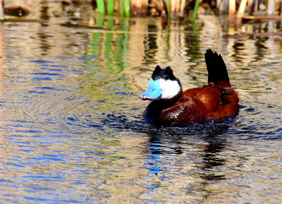 Ruddy duck at Seedskadee National Wildlife Refuge