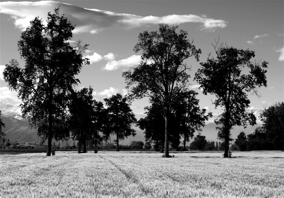 Field