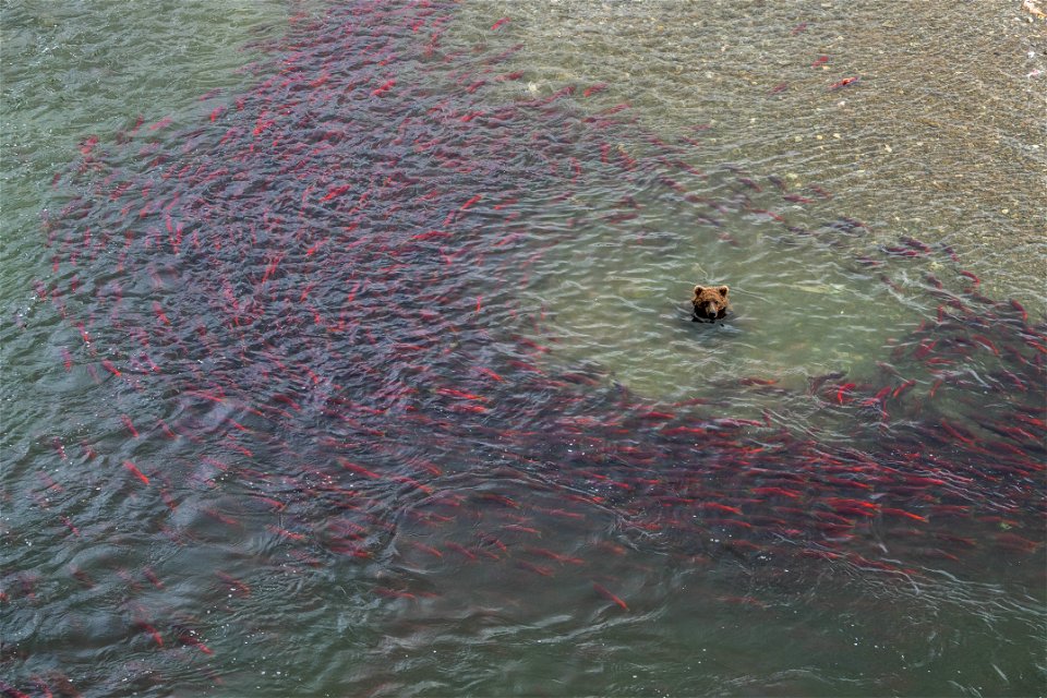 Bear fishing at Crosswinds - NPS/Lian Law