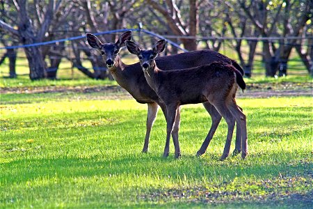 DSC00319_v1