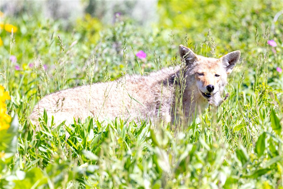 Coyote hunting sequence (4)