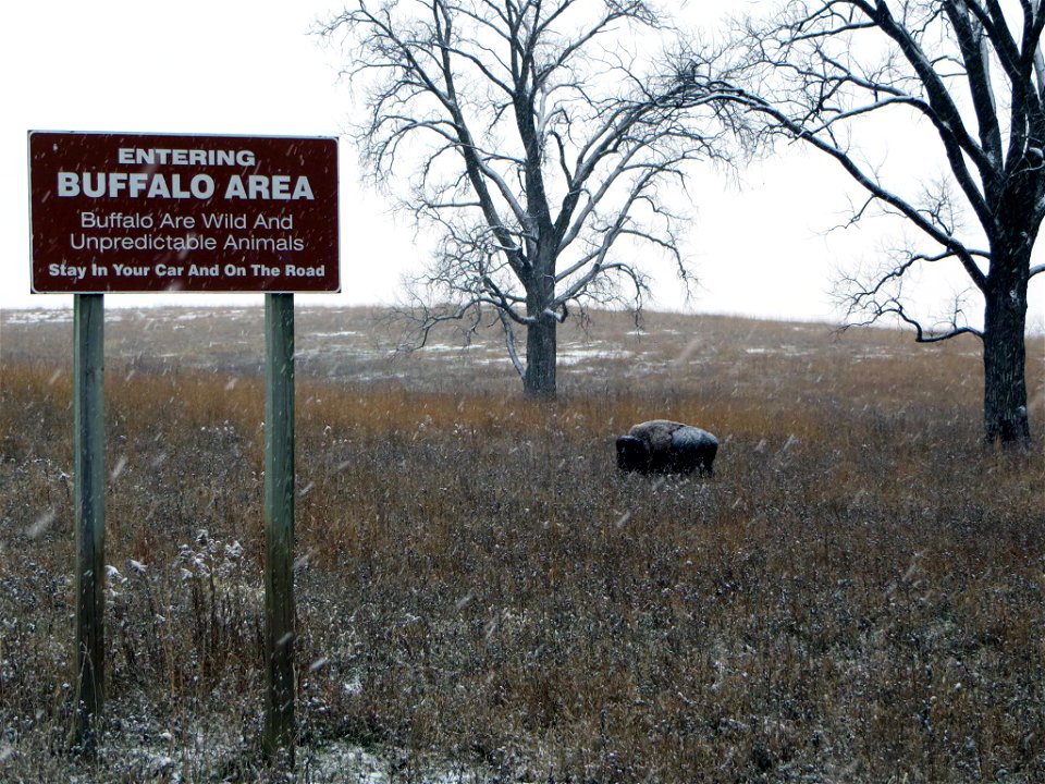 Snowy bison at Neal Smith National Wildlife Refuge