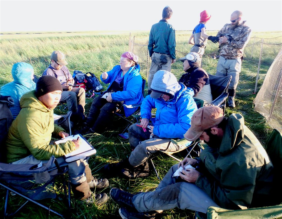 Banding Cackling Geese