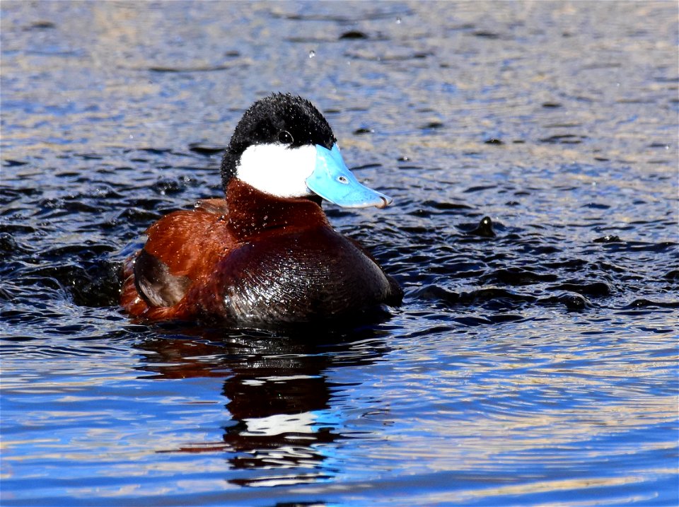 Ruddy duck at Seedskadee National Wildlife Refuge