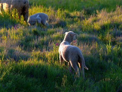 Local Lamb