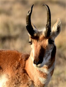 Pronghorn at Seedskadee National Wildlife Refuge