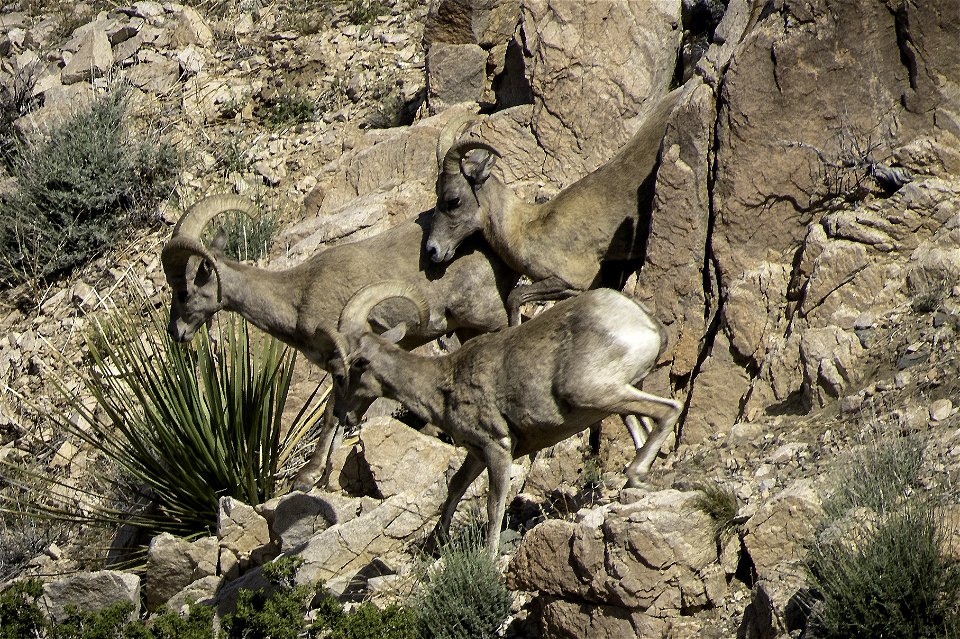Desert Bighorn sheep (Ovis candensis nelsoni) running downhill near Keys View