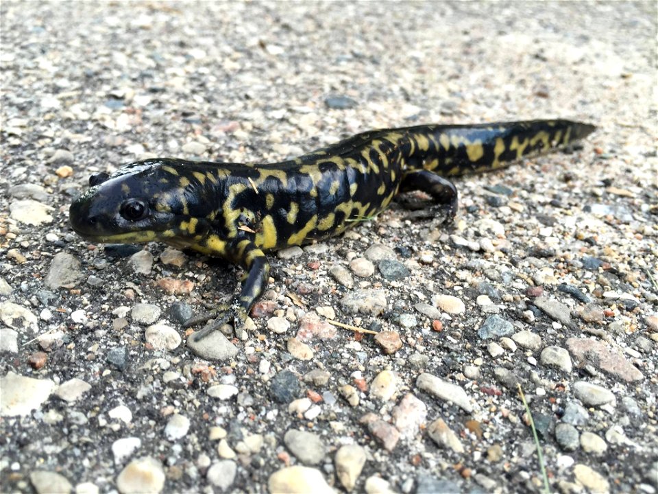 Tiger Salamander in Minnesota