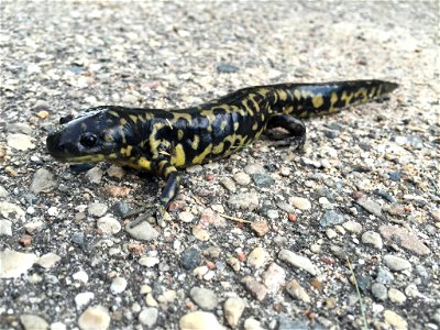 Tiger Salamander in Minnesota photo
