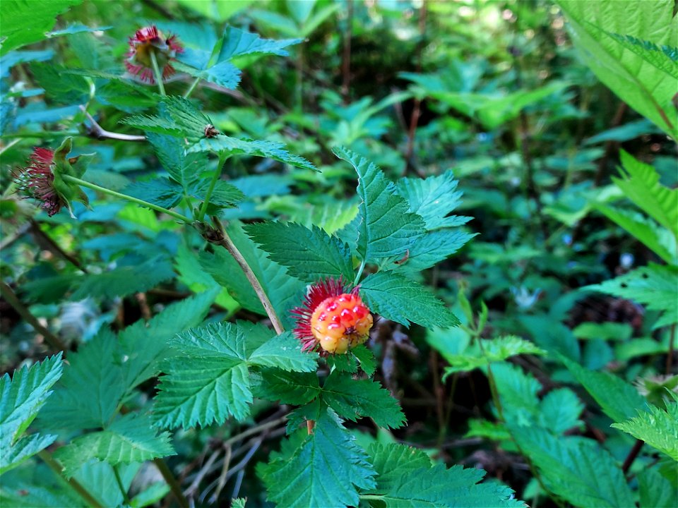 Salmonberries. Old Sauk Trail, Mt. Baker-Snoqualmie National Forest. Photo by Anne Vassar June 2, 2021.