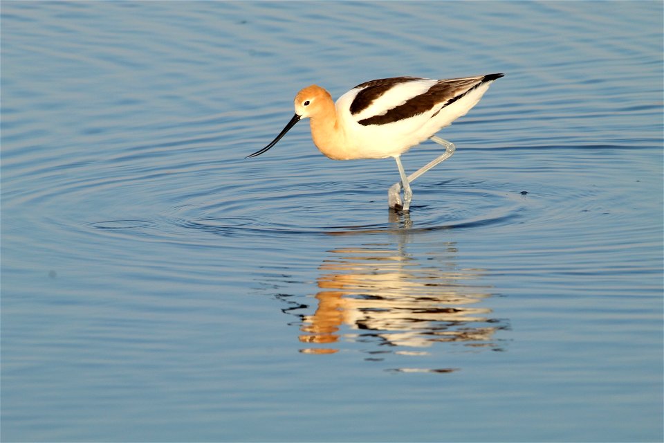American Avocet Huron Wetland Management District, South Dakota