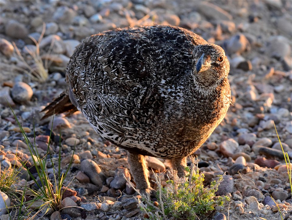 Greater sage-grouse at Seedskadee National Wildlife Refuge