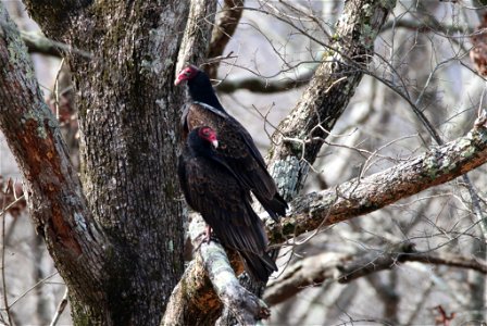 Turkey Vultures at Mingo National Wildlife Refuge in Missouri