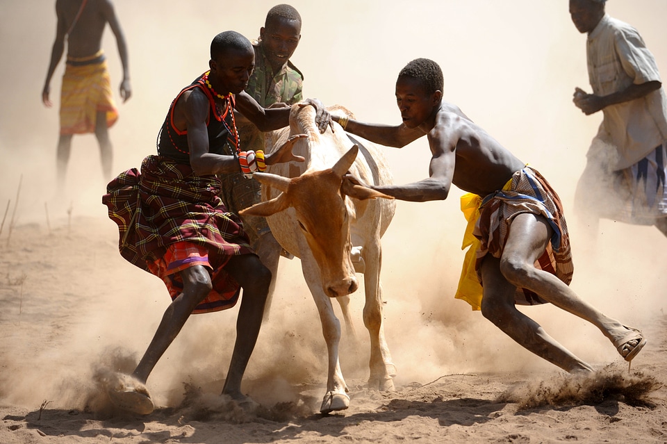 men attempt to subdue a runaway bull