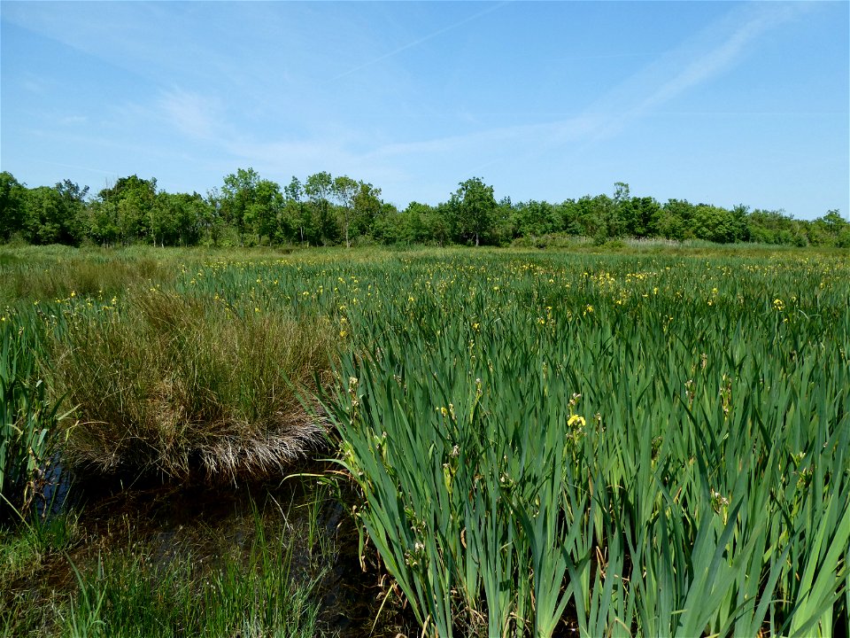 Iris pseudacorus L., 1753