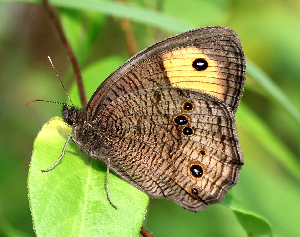 WOOD-NYMPH, COMMON (Cercyonis pehala) (05-29-2023) alligator river nat wildlife refuge, dare co, nc -01