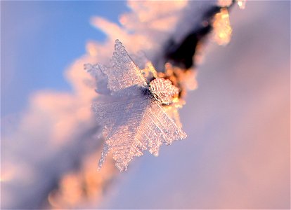 Hoar frost on narrow leaf cottonwood at Seedskadee NWR photo