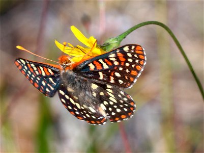 CHECKERSPOT, VARIABLE (Euphydryas chalcedona) (6-3-2021) low divide road, del norte co, ca -01