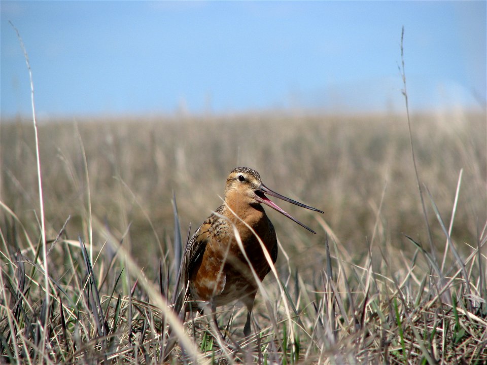 Godwit photo