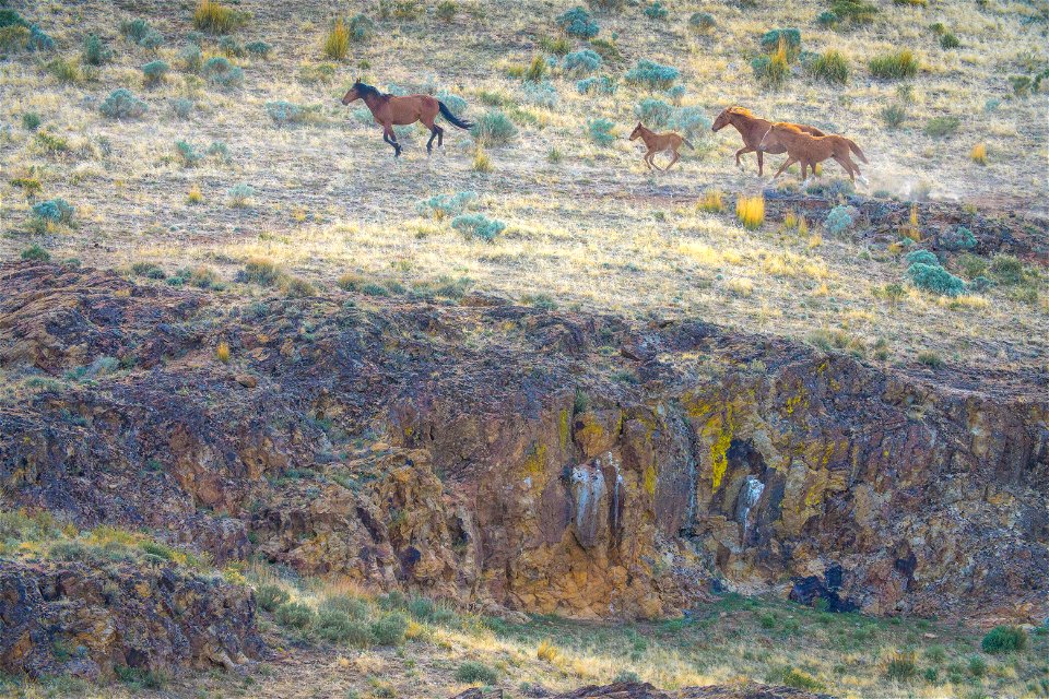 Wild Horses at Fox Hog HMA
